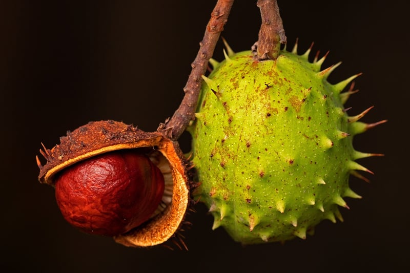 Exotic Fruit